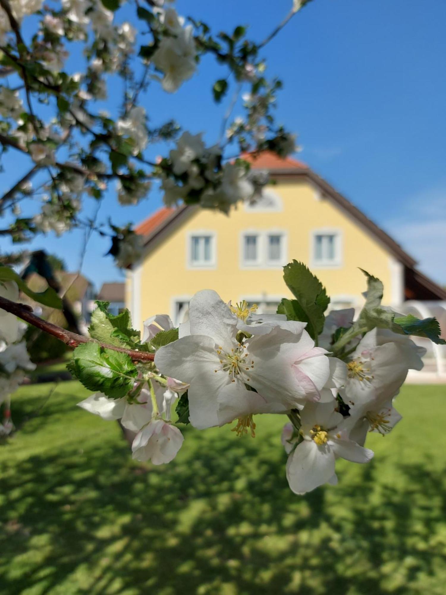 Hotel Gaestehaus Familie Trachsler Rohrendorf bei Krems Exteriér fotografie