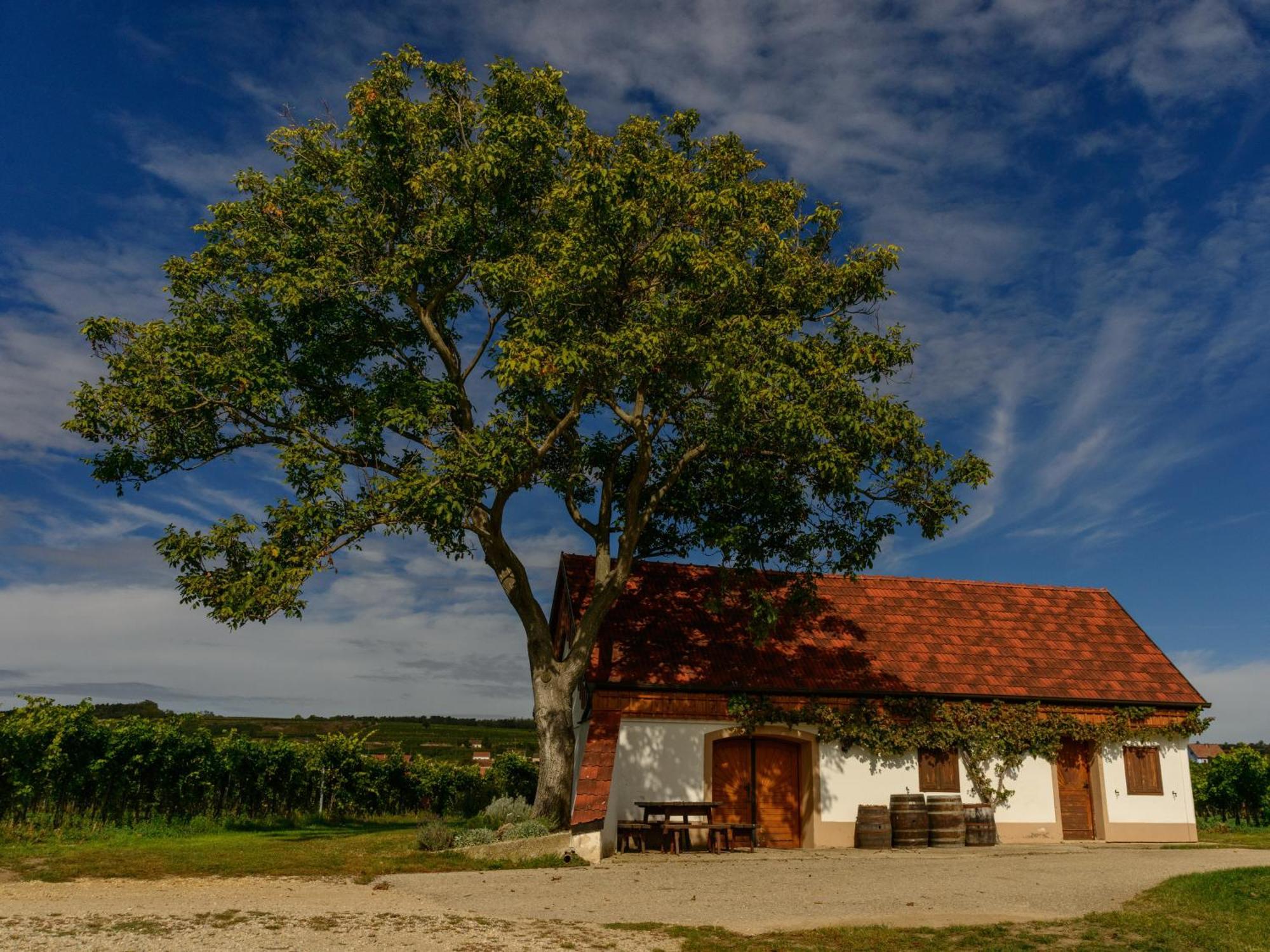 Hotel Gaestehaus Familie Trachsler Rohrendorf bei Krems Exteriér fotografie