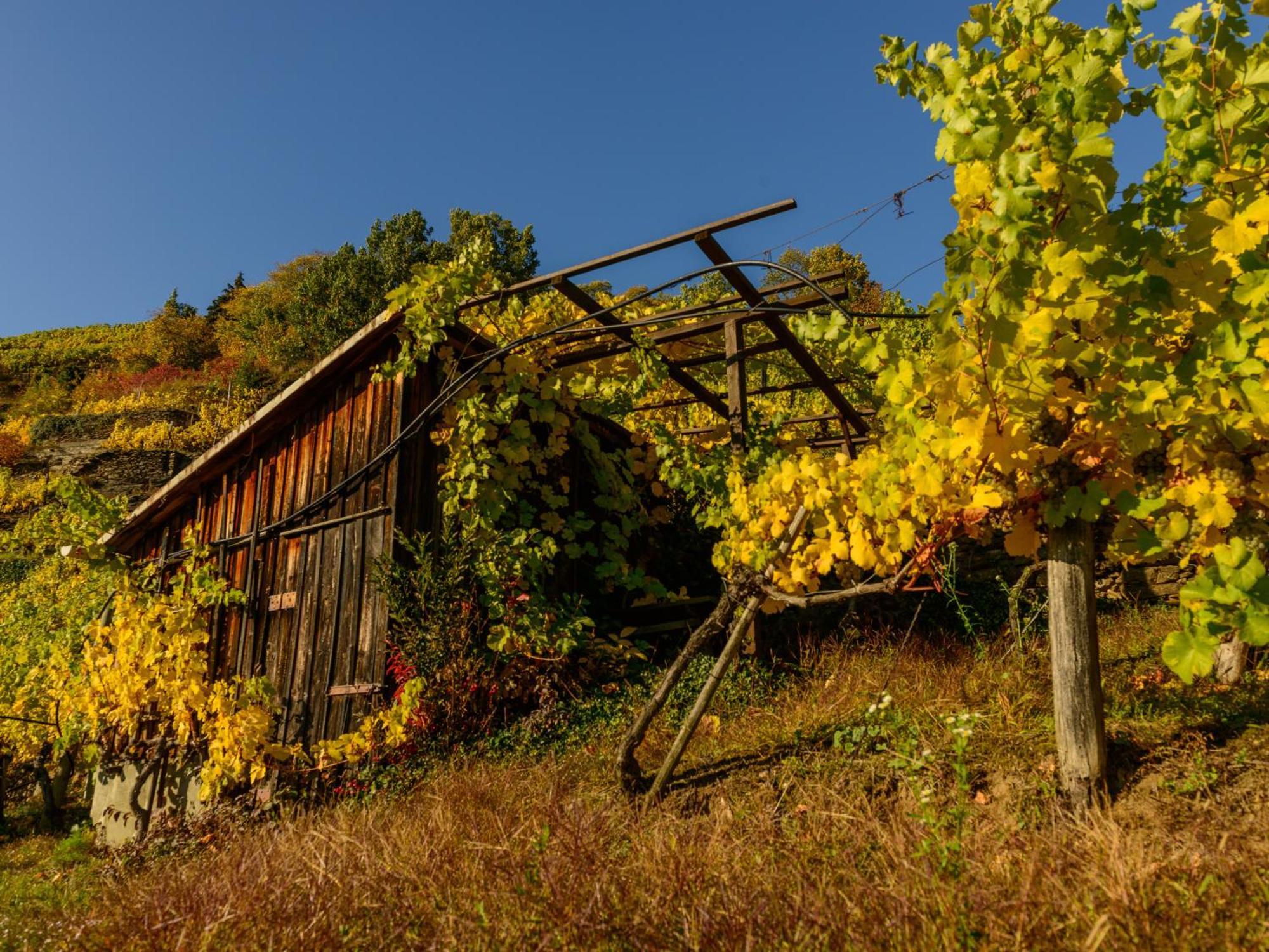 Hotel Gaestehaus Familie Trachsler Rohrendorf bei Krems Exteriér fotografie